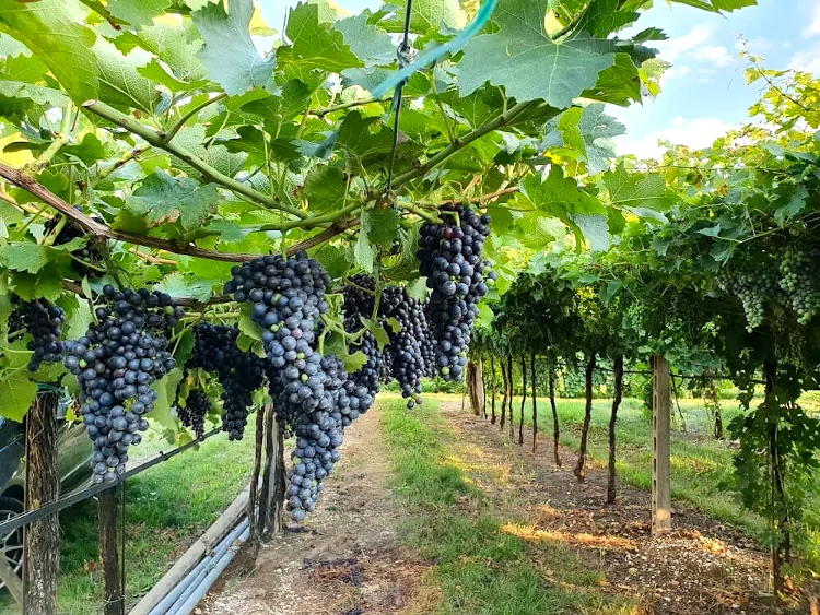 Vines planted on Pergola Veronese in a vineyard in Valpolicella Classico