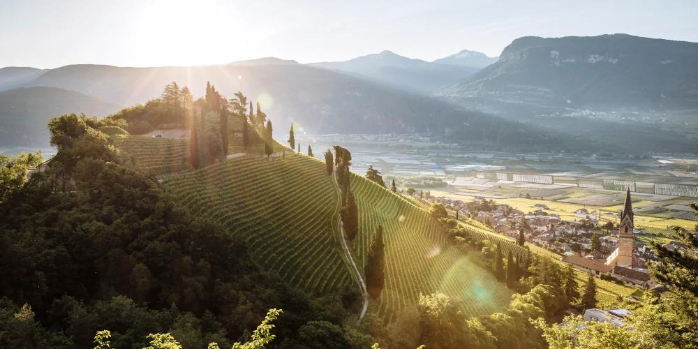 Vineyards in Tramin, Weinstraße - Termeno, Strada del Vino, Alto Adige -Südtirol