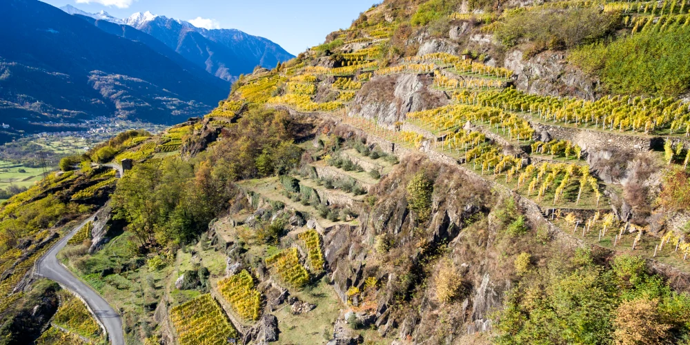 Nebbiolo (Chiavennasca) vineyards in Valtellina - heroic viticulture