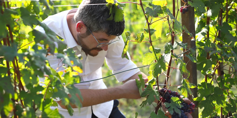 Oleg Dmitriev, Wine Portfolio Director of Independent Wine, harvesting Nebbiolo grapes in Neive, Barbaresco