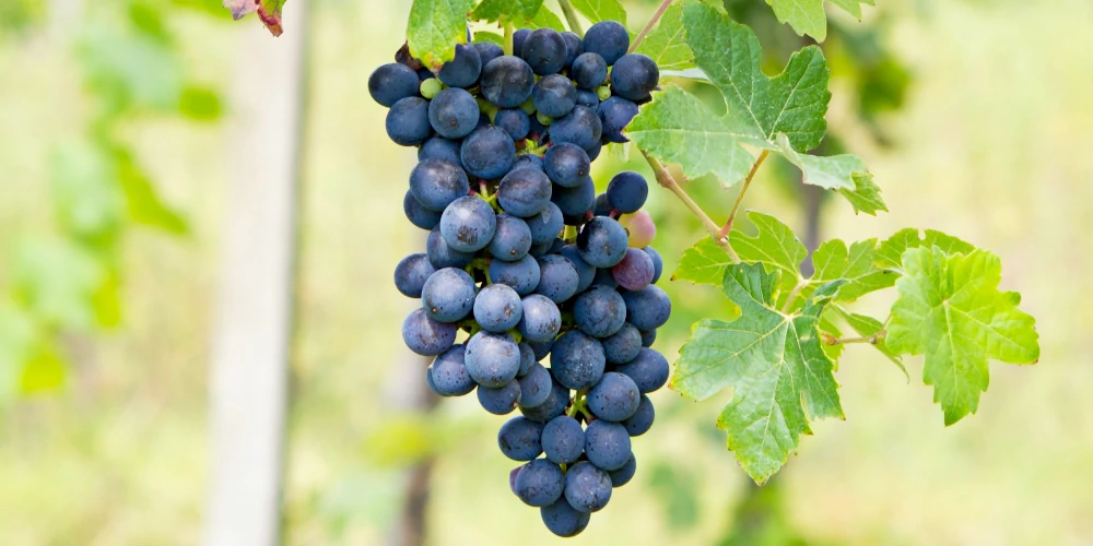 Barbera grape on the vine, Piemonte