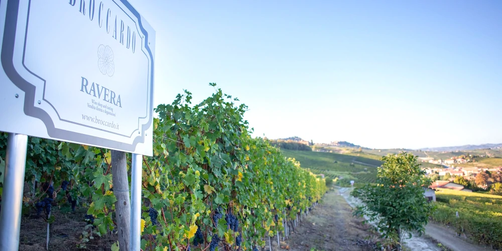 Broccardo Ravera cru vineyard, Novello, Barolo DOCG