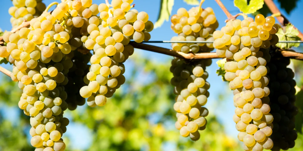 Bunches of ripe Viognier grape on the vine
