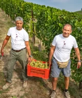Chardonnay harvest by Cantina Francone in Neive, Langhe, Piemonte, Italy