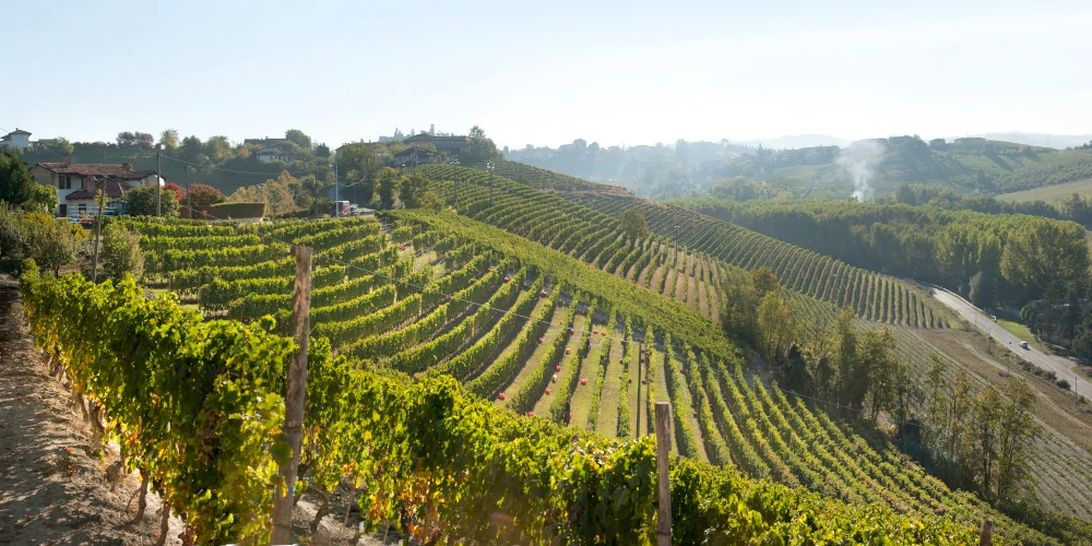 Francone Vineyard Gallina MGA Barbaresco DOCG