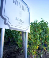 Nebbiolo grapes in the Broccardo Ravera cru vineyard, Novello village, Barolo DOCG