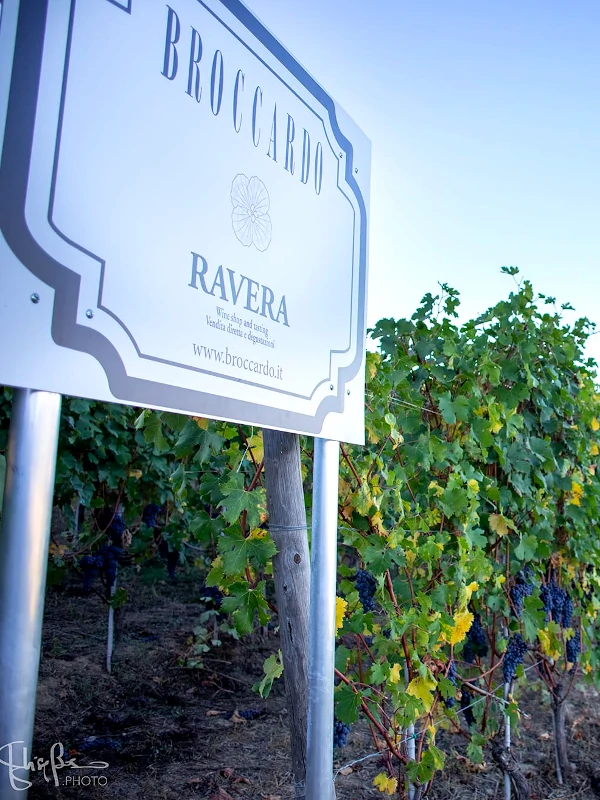 Nebbiolo grapes in the Broccardo Ravera cru vineyard, Novello village, Barolo DOCG