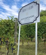 Nebbiolo in Broccardo San Giovanni cru vineyard