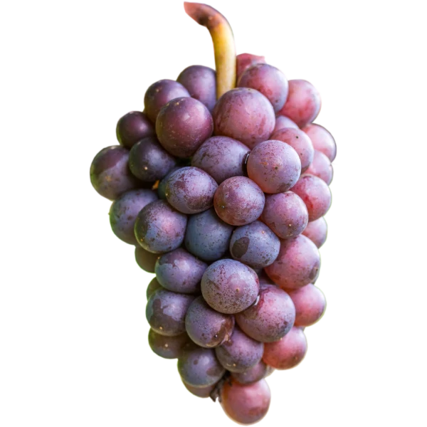 Bunch of Pinot Grigio grapes