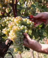 Turbiana harvest by the Le Morette winery, Lugana, Veneto, Italy