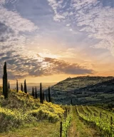 Evening panorama from the Corte Pavone vineyard to the city of Montalcino, Tuscany