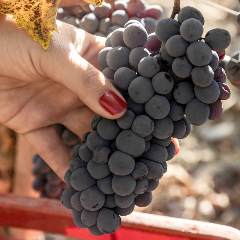 Brunello biotype, Sangiovese grapes, Corte Pavone winery