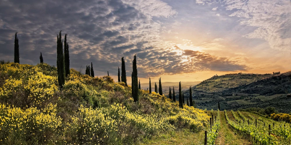 Evening panorama from the Corte Pavone vineyard to the city of Montalcino