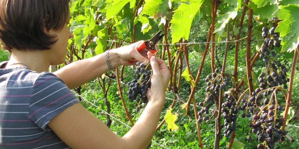 Harvest of late harvest half-dried Moscato Rosa or Rosenmuskateller grape, Kurtatsch winery, Alto Adige