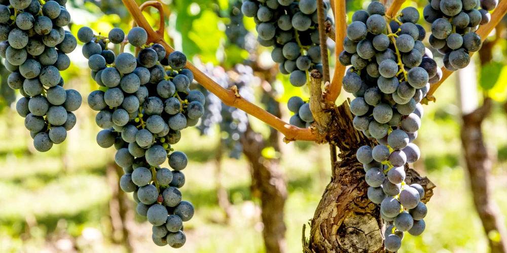 Lagrein grapes on the vine in Alto Adige