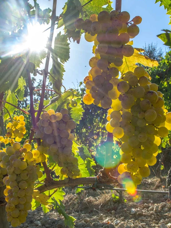 Ripe Moscato Bianco grapes, CapAnna vineyard, Montalcino, Toscana, Italy