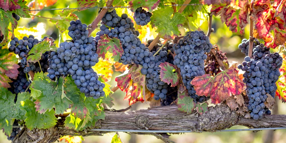 Sagrantino grapes, Fratelli Pardi vineyard, Montefalco, Umbria