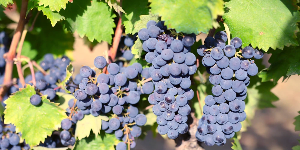 Sagrantino grapes, Fratelli Pardi vineyard Vigna Lunga, Montefalco, Umbria