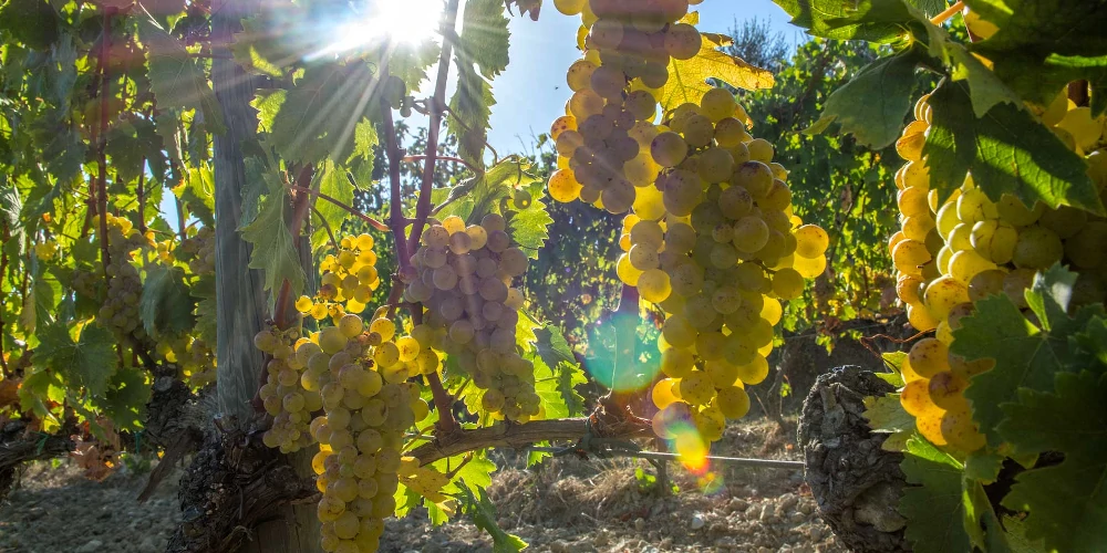Vendemmia Tardiva Moscato Bianco grapes, CapAnna vineyard, Montalcino, Toscana, Italy