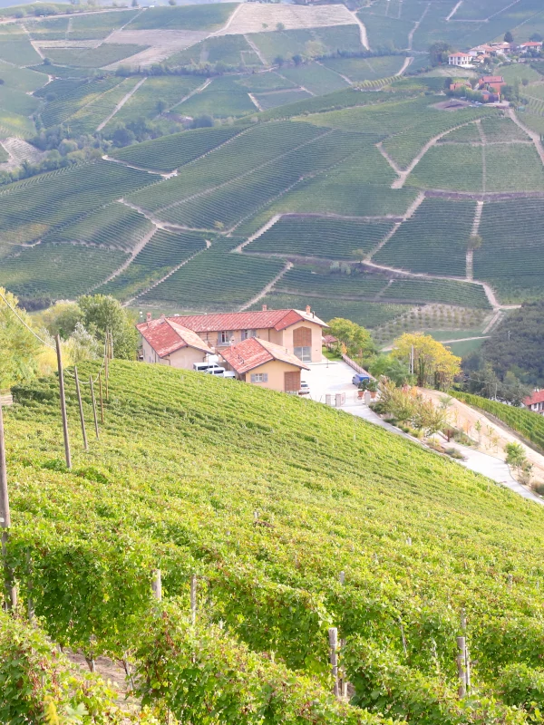 ForteMasso vineyard, Monforte d'Alba, Barolo DOCG, Langhe, Piemonte, Italy