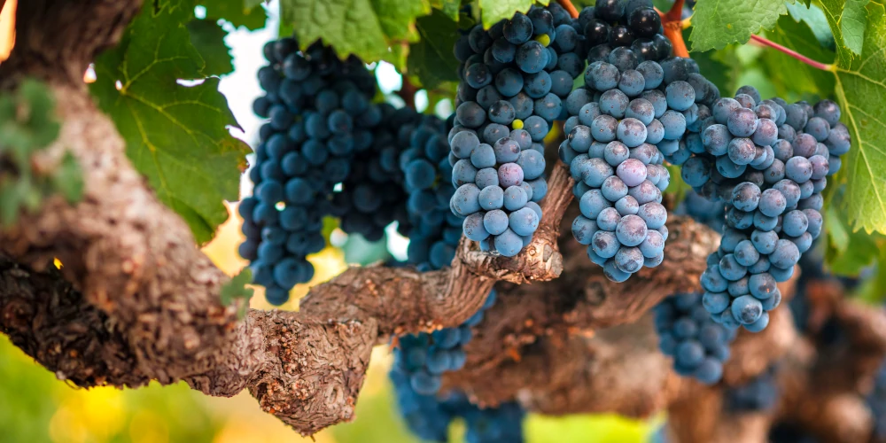 Cabernet Sauvignon grapes on the vine