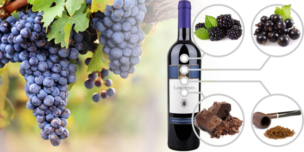 Flavours of Italian Cabernet Sauvignon wine - blackberry, blackcurrant, chocolate, tobacco