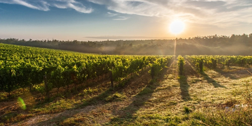 Mirizzi's Verdiccio vineyard, in Comune di Monte Roberto, on the right bank of the Fiume Esino river