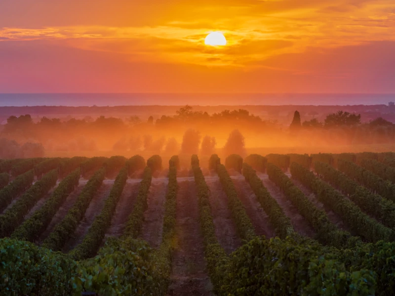 Sunset over the Tenuta San Guido Sassicaia vineyards near Bolgheri 800x600