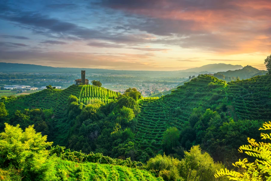 Vineyards planted on hills in the Valdobbiadene area