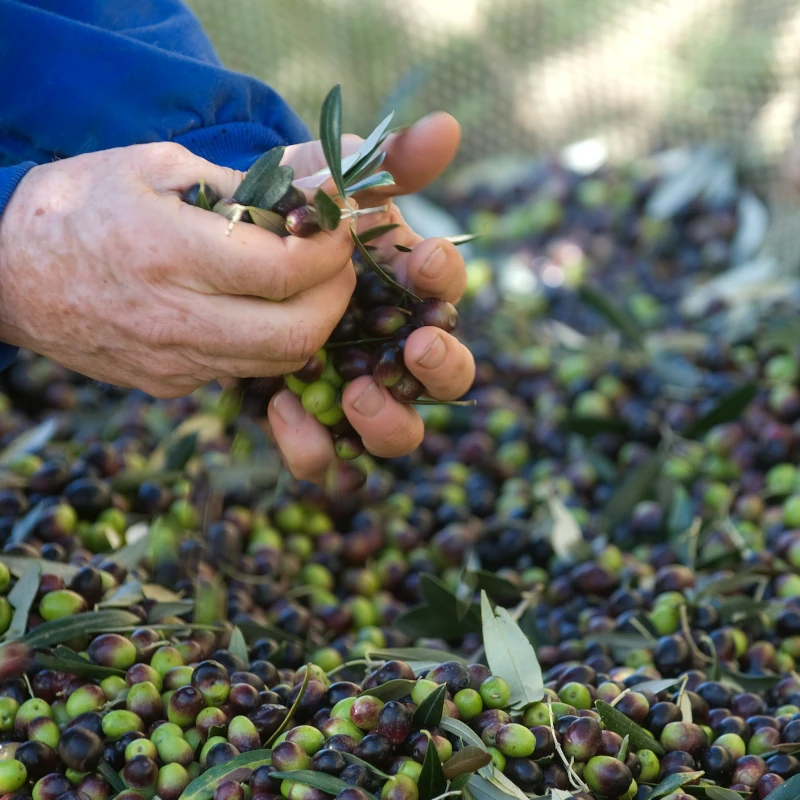 Hands of farmer sorting freshly harvested olives in Gagliole vineyard in Panzano, Chianti Classico, Tuscany