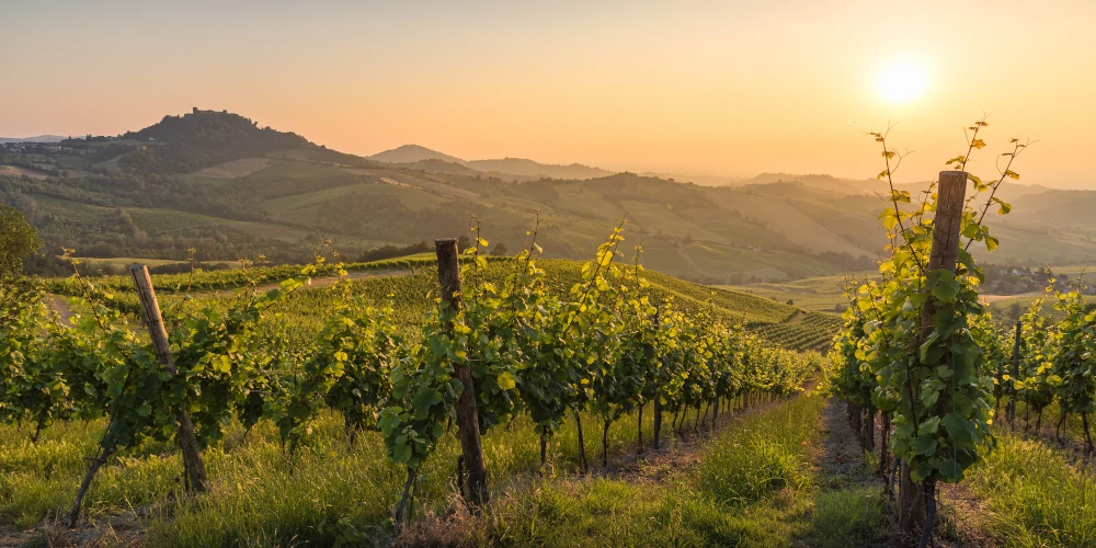 Vines on the hills of Oltrepò Pavese, Lombardia