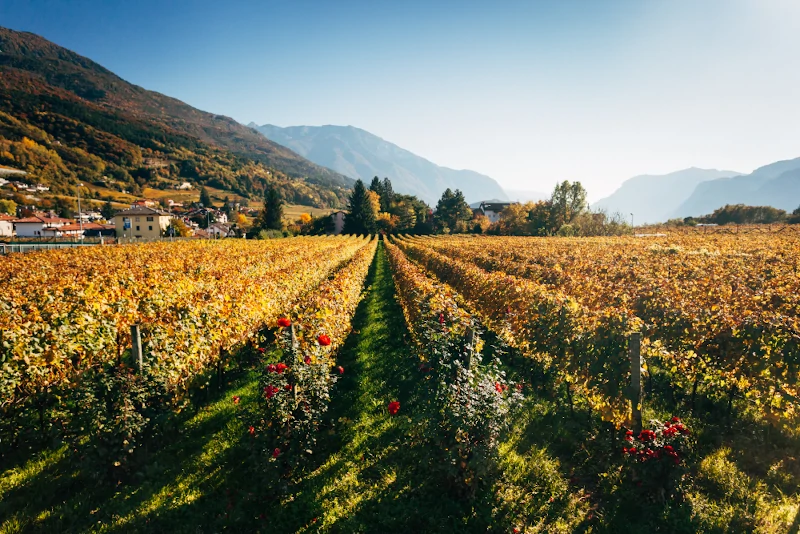 Vineyards in the autumn, the province of Trento, Italy