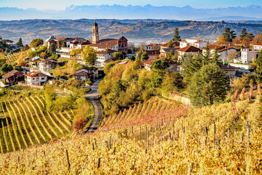 Autumn vineyards, Treiso village, Barbaresco, Langhe, Piemonte