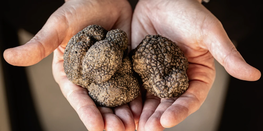 Hands holding truffles, Italy