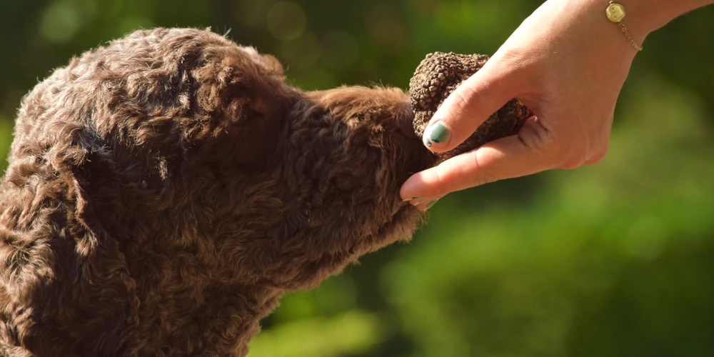 Lagotto Romagnolo truffle hunting dog sniffing a truffle, dog training