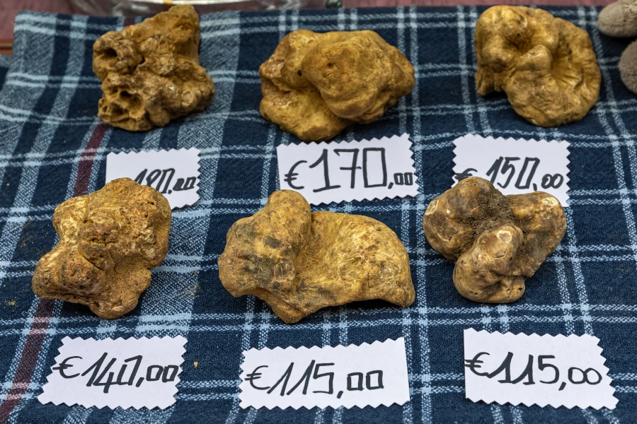 Truffles on sale at very high prices at Fiera Internazionale del Tartufo Bianco d'Alba