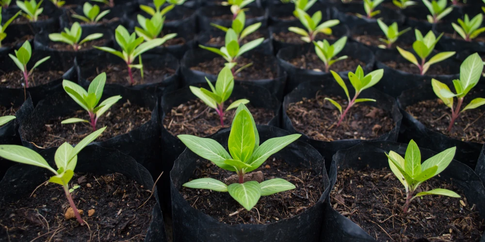 Tree saplings ready for planting