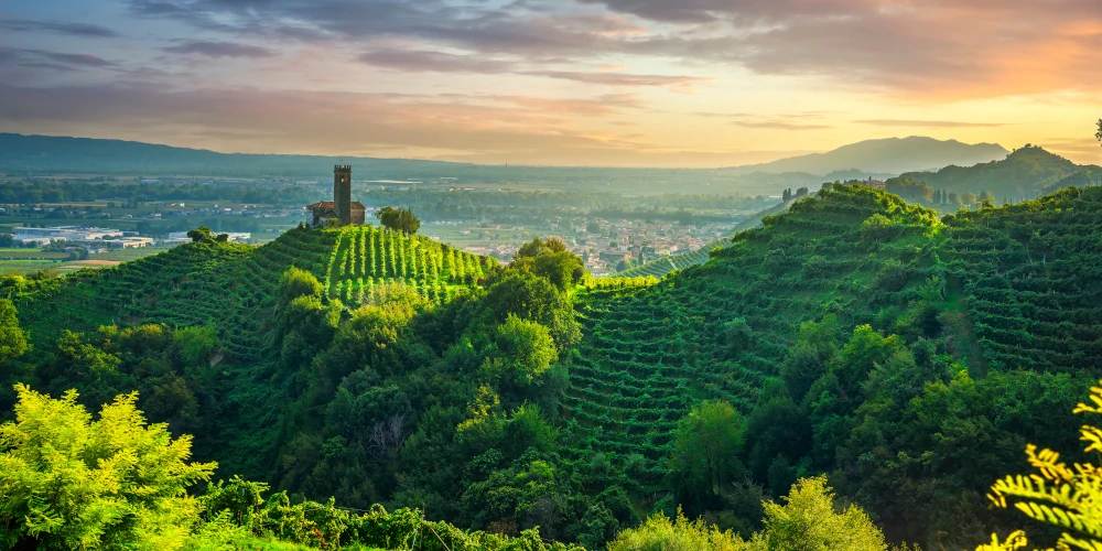 Vineyards on hills in the Valdobbiadene area, Conegliano Valdobbiadene - Prosecco DOCG